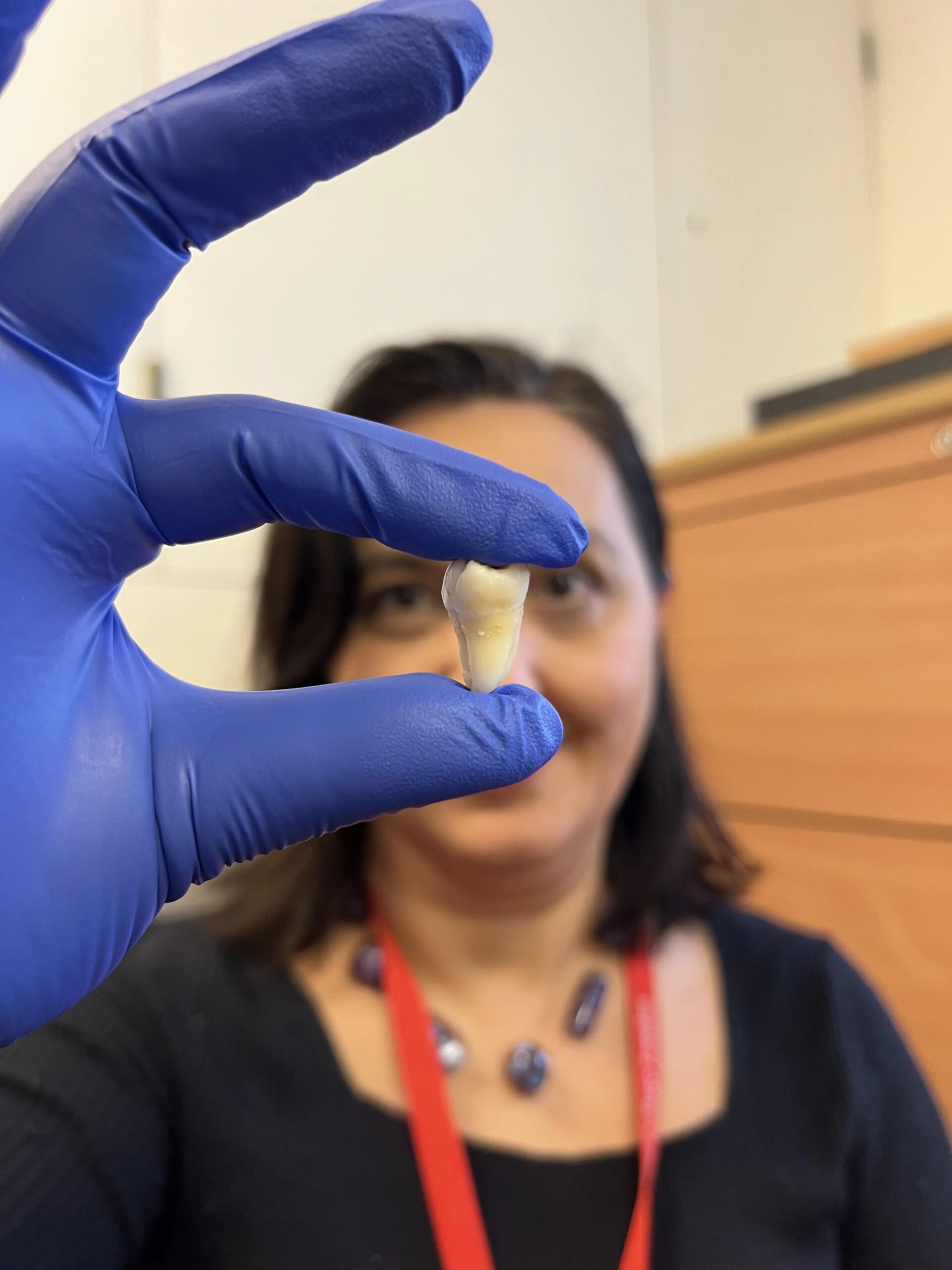 未来不怕蛀牙缺牙？ 英国学者成功研发革命性牙齿再生技术 - 锐达哥
