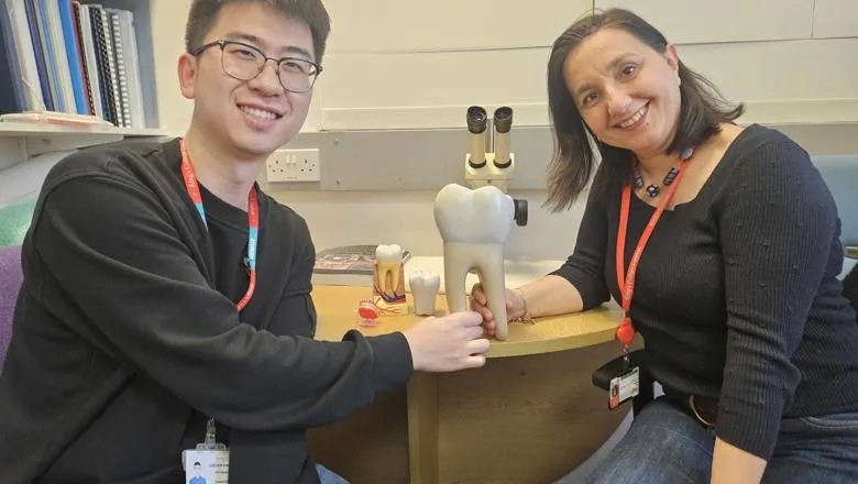 未来不怕蛀牙缺牙？ 英国学者成功研发革命性牙齿再生技术 - 锐达哥